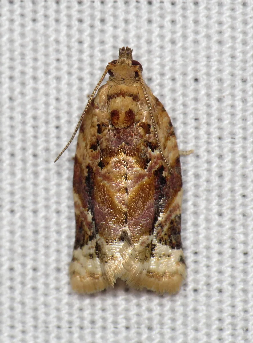 Red-banded Leafroller Moth - photo 3