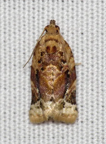 Red-banded Leafroller Moth - photo 4