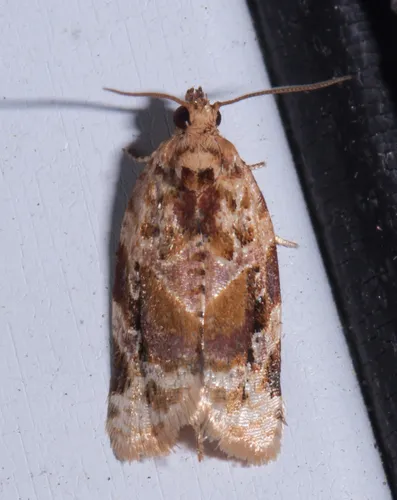 Red-banded Leafroller Moth - photo 5