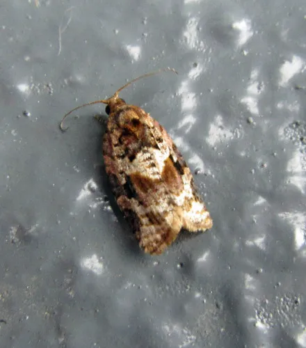 Red-banded Leafroller Moth - photo 6