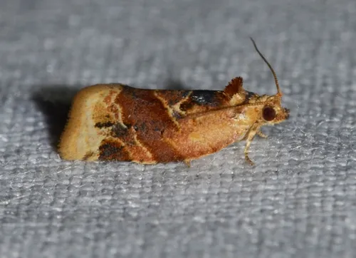 Red-banded Leafroller Moth - photo 7