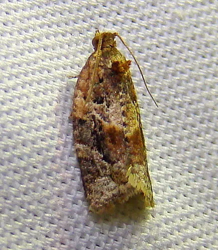 Red-banded Leafroller Moth - photo 8