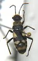 Arhaphe breviata