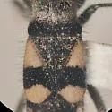 Arhaphe breviata - photo 3
