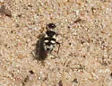 Arhaphe breviata - photo 4