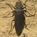 Arhopalus asperatus