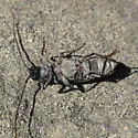 Arhopalus asperatus - photo 2