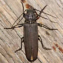 Arhopalus asperatus - photo 3