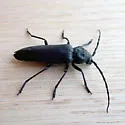 Arhopalus asperatus - photo 5