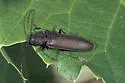 Pitted Longhorn Beetle