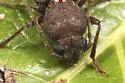Pitted Longhorn Beetle - photo 2