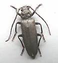 Pitted Longhorn Beetle - photo 4