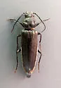 Pitted Longhorn Beetle - photo 5