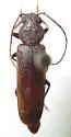 Arhopalus montanus