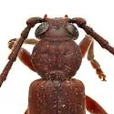 Arhopalus montanus - photo 3