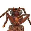 Arhopalus montanus - photo 4