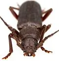 Arhopalus montanus - photo 5