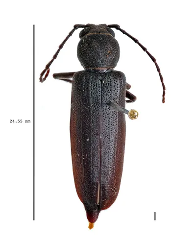 Arhopalus nubilus