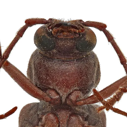 Arhopalus obsoletus