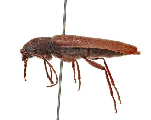 Arhopalus obsoletus - photo 2