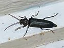 New House Borer