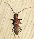 New House Borer - photo 2