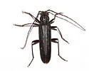 New House Borer - photo 3