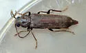 New House Borer - photo 4