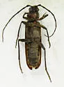 New House Borer - photo 5