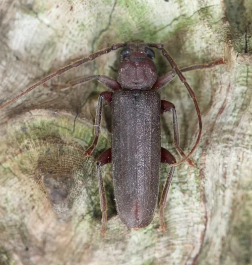 Arhopalus rusticus - photo 2