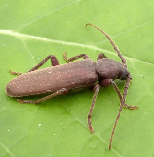 Arhopalus rusticus - photo 3