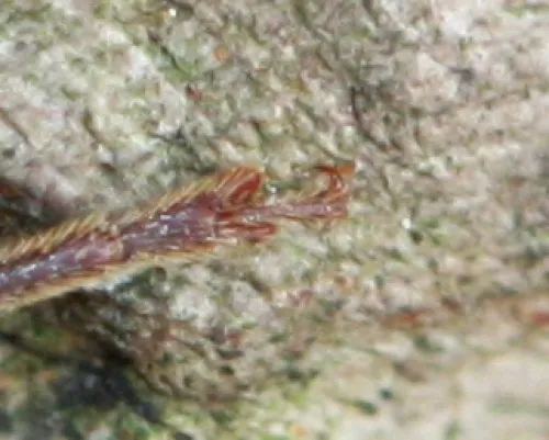 Arhopalus rusticus - photo 4