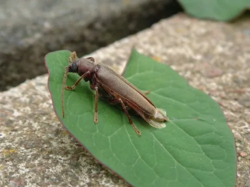 Arhopalus rusticus - photo 5