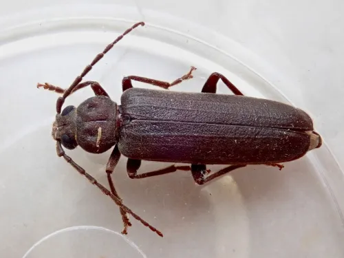 Arhopalus rusticus - photo 6
