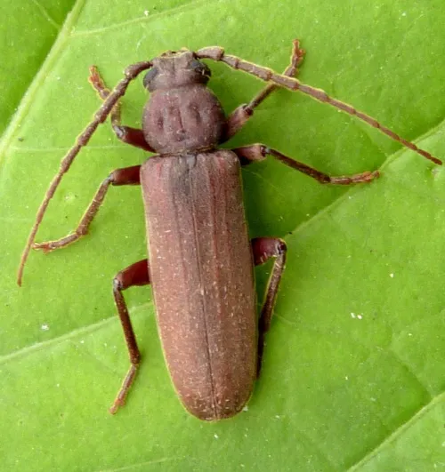 Arhopalus rusticus - photo 7