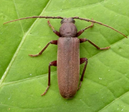 Arhopalus rusticus - photo 8