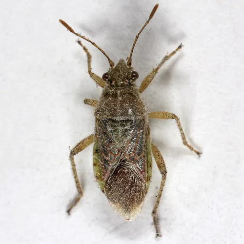 Arhyssus barberi