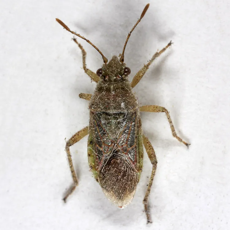 Arhyssus barberi - photo 2