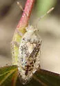 Arhyssus confusus