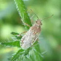 Arhyssus crassus