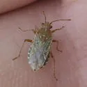 Arhyssus crassus - photo 2