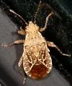 Arhyssus crassus - photo 3