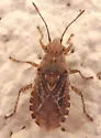 Arhyssus crassus - photo 4
