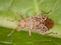 Arhyssus crassus - photo 5