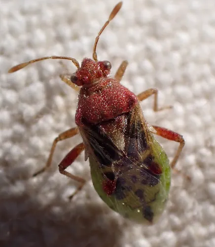 Arhyssus lateralis