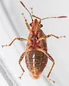 Arhyssus nigristernum