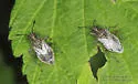 Arhyssus nigristernum - photo 2
