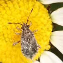 Arhyssus nigristernum - photo 3