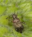 Arhyssus nigristernum - photo 4
