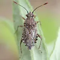 Arhyssus nigristernum - photo 5